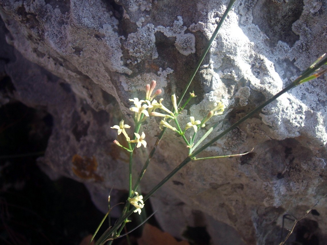 Natura impazzita?